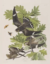 Ilustracja z „Birds of America”