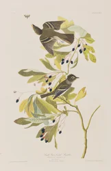 Ilustracja z „Birds of America”