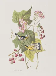 Ilustracja z „Birds of America”