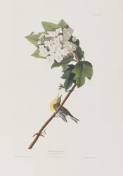Ilustracja z „Birds of America”
