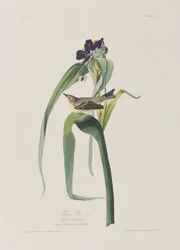 Ilustracja z „Birds of America”