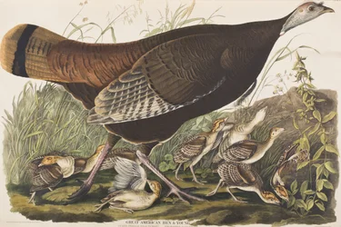 Ilustracja z „Birds of America”