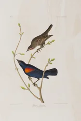 Ilustracja z „Birds of America”
