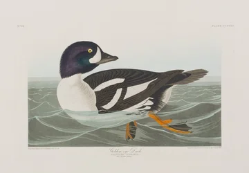 Ilustracja z „Birds of America”