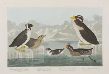 Ilustracja z „Birds of America”