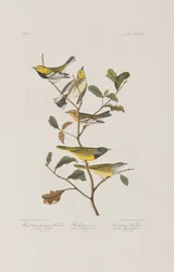 Ilustracja z „Birds of America”