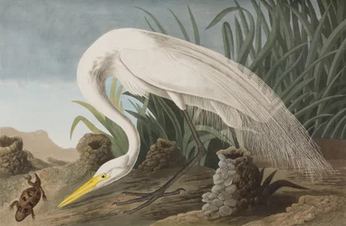 Ilustracja z „Birds of America”