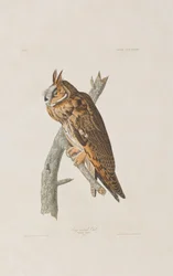 Ilustracja z „Birds of America”