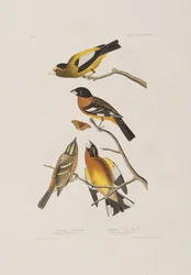 Ilustracja z „Birds of America”