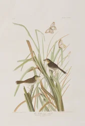 Ilustracja z „Birds of America”
