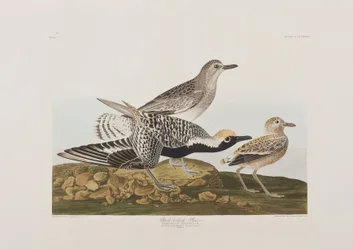 Ilustracja z „Birds of America”