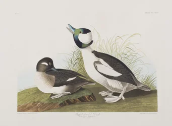 Ilustracja z „Birds of America”