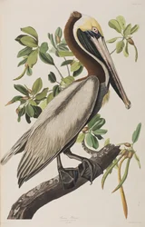Ilustracja z „Birds of America”