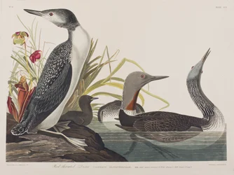 Ilustracja z „Birds of America”