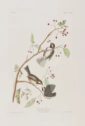 Ilustracja z „Birds of America”