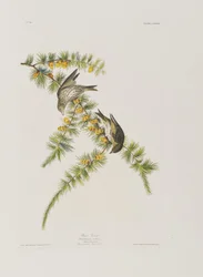 Ilustracja z „Birds of America”