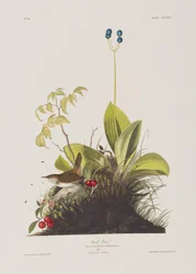 Ilustracja z „Birds of America”