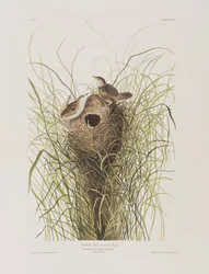 Ilustracja z „Birds of America”