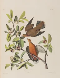 Ilustracja z „Birds of America”