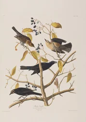 Ilustracja z „Birds of America”