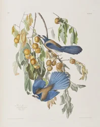 Ilustracja z „Birds of America”