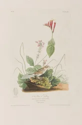 Ilustracja z „Birds of America”