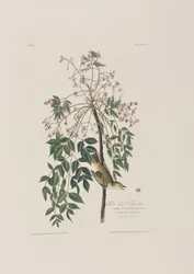 Ilustracja z „Birds of America”
