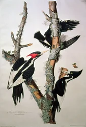 Dzięcioł białogrzbiety, z "Birds of America", 1829 (patrz 195912 w celu uzyskania szczegółowych informacji)