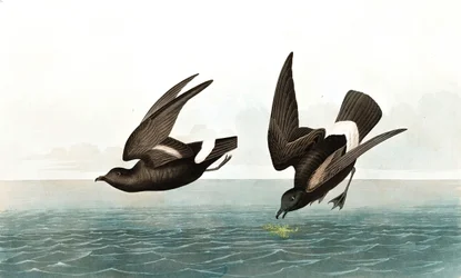 Najmniej Stormy Petrel, Thalassidroma Pelagica, z „Ptaki Ameryki” Johna J. Audubona, wyd. 1827-38