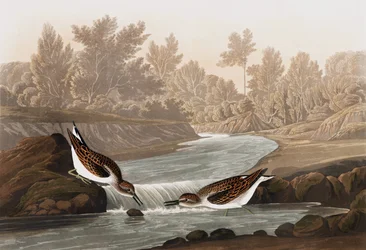 Mały Sandpiper, Tringa Pusilla, z „Ptaki Ameryki” Johna J. Audubona, wyd. 1827-38