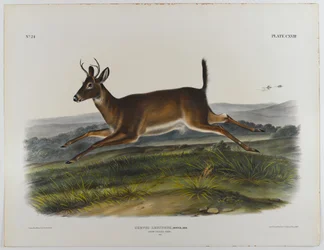 Jeleń długoogonowy, 1847