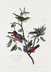 Zięba namalowana z albumu „Birds of America” (1827)