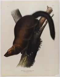 Proporczyki martin lub fisher