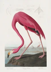 Różowy flaming z albumu „Birds of America” (1827)