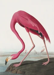 Różowy flaming II z serii „Ptaki Ameryki” (1827)