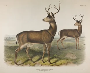 Tablica 106. Cervus Richardsonii, Aud & Bach. Mulak czarnoogonowy, 1848