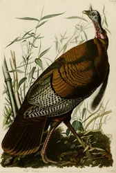 Płyta 1 Birds of America przedstawiająca dzikiego indyka.