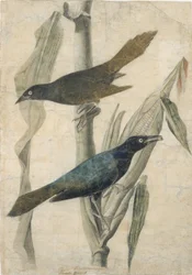 Fioletowy Grackle, początek XIX wieku.