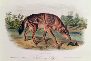 Czerwony Wilk z „Cworonogów Ameryki Północnej”, 1842-45 (ręcznie kolorowana litografia)