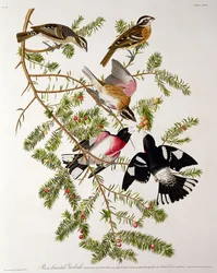 Grosbeak z różą, z „Birds of America”, grawerowane przez Roberta Havella (1793-1878)
