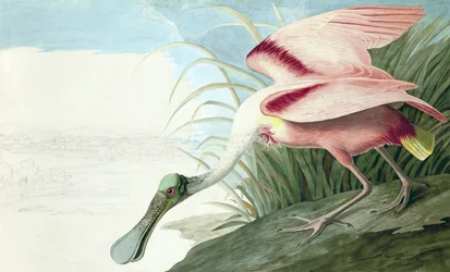 Warzęcha różowa, Platalea Ajaja, z „Ptaki Ameryki” Johna J. Audubona, wyd. 1827-38