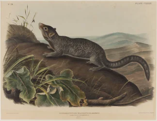 Spermophilus Macrourus (suseł długoogonowy)