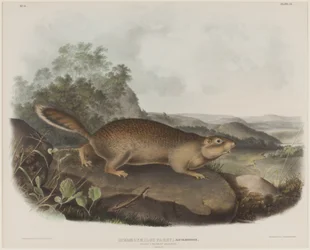 Spermophilus Parry (Parry kiaunė voverė)poli