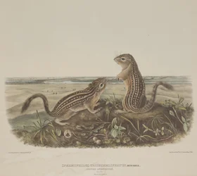 Spermophilus Tridecemlineatus (dwie lampartowe wiewiórki)
