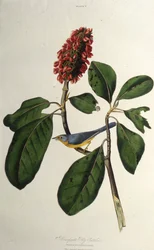 Lasówka kanadyjska. Z Ptaków Ameryki, 1827-1838.