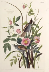 Dziwonia nadmorska. Z Ptaków Ameryki, 1827-1838.