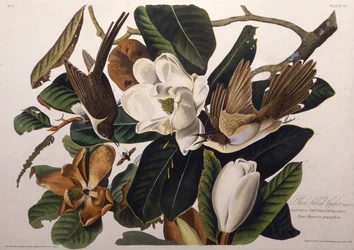 Kukułka czarnodzioba. Z dzieła Ptaki Ameryki, 1827-1838.