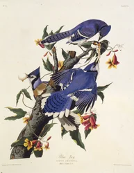 Niebieska sójka. Z Ptaków Ameryki, 1827-1838.