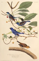 Indygoptaki. Z Ptaków Ameryki, 1827-1838.