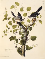 Karetta dzierzba. Z Ptaków Ameryki, 1827-1838.